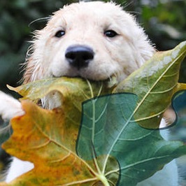 我的拼图世界最新版